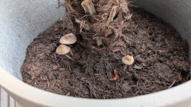 I know, I’ll use Deep Rock Galactic to identify the mushrooms in my palm pot