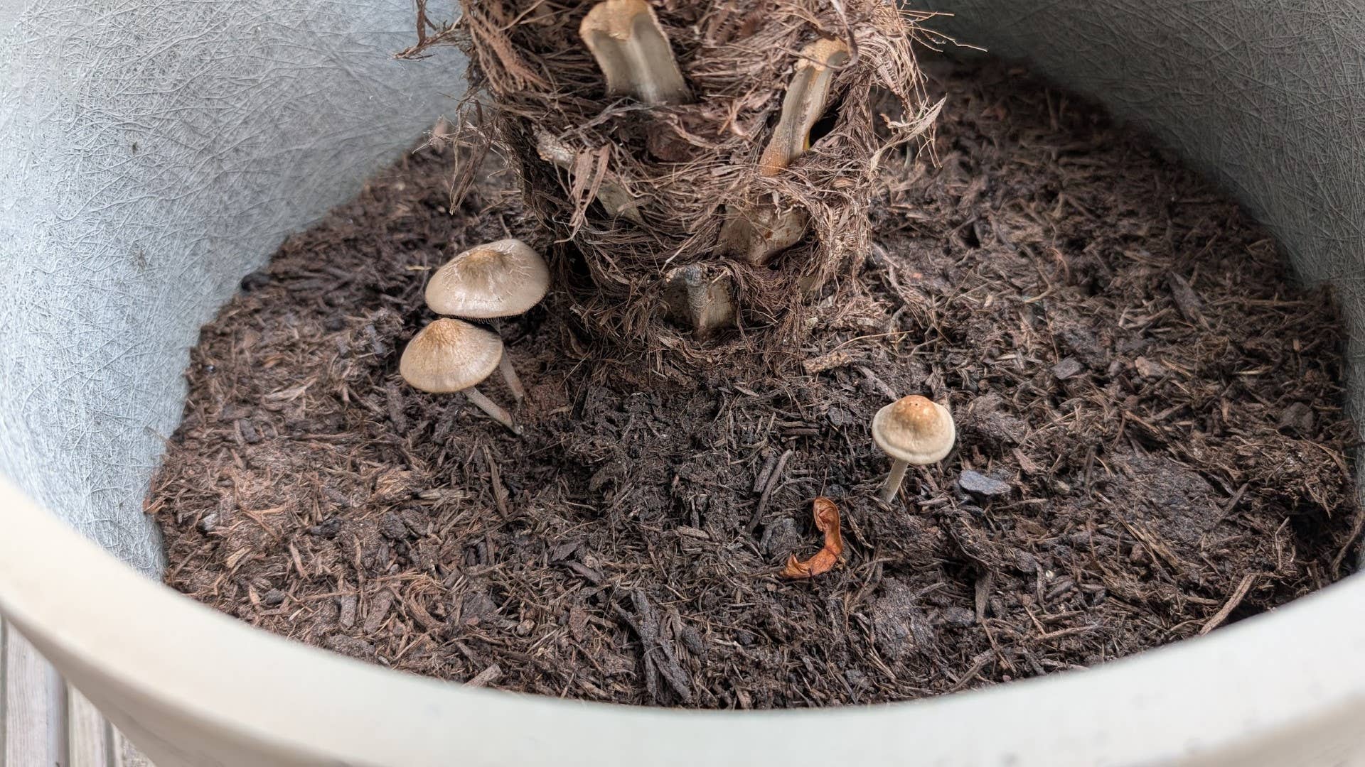 I know, I’ll use Deep Rock Galactic to identify the mushrooms in my palm pot